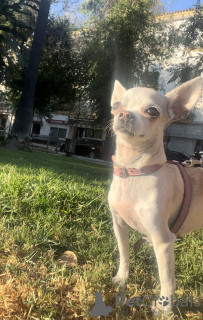Foto №3. Auf der Suche nach einem Macho-Chihuahua in Spanien. Ankündigung № 40096
