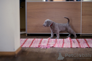 Foto №2 zu Ankündigung № 11688 zu verkaufen weimaraner - einkaufen Litauen quotient 	ankündigung