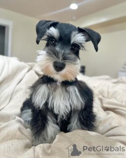 Foto №1. schnauzer - zum Verkauf in der Stadt Belgorod | 473€ | Ankündigung № 124955