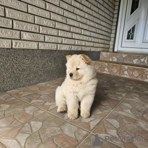 Foto №2 zu Ankündigung № 110766 zu verkaufen chow-chow - einkaufen Serbien quotient 	ankündigung