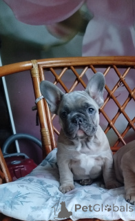 Foto №2 zu Ankündigung № 161455 zu verkaufen französische bulldogge - einkaufen Weißrussland quotient 	ankündigung