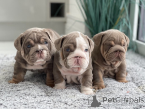 Zusätzliche Fotos: Schöne englische Bulldoggenwelpen