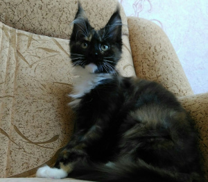Foto №3. Maine Coon / Kitty. Weißrussland