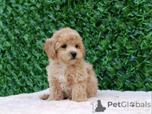 Foto №3. Maltipoo puppies - perfect pets!. Serbien