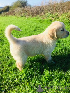 Foto №3. Golden Retriever-Welpen der Champion-Blutlinie stehen zum Verkauf. Russische Föderation