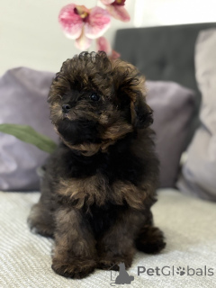 Foto №3. Designer -Rasse Lamapu! Pomapoo. Deutschland