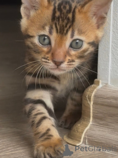 Foto №4. Ich werde verkaufen bengal katzenrasse in der Stadt Norrköping. züchter - preis - verhandelt