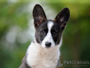 Foto №1. welsh corgi - zum Verkauf in der Stadt Budapest | 1400€ | Ankündigung № 115973