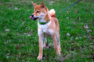 Foto №4. Ich werde verkaufen shiba in der Stadt Москва. vom kindergarten, züchter - preis - 556€