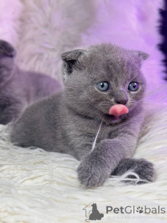 Foto №1. schottische faltohrkatze - zum Verkauf in der Stadt Aalen | verhandelt | Ankündigung № 158804