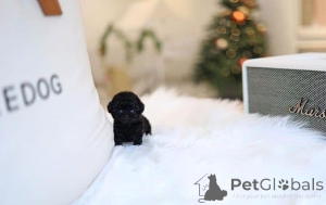 Foto №3. Pudelwelpe zur Adoption bereit!. Deutschland