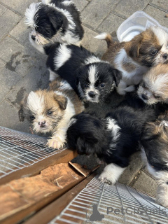 Foto №3. Shih Tzu-Welpen. Österreich