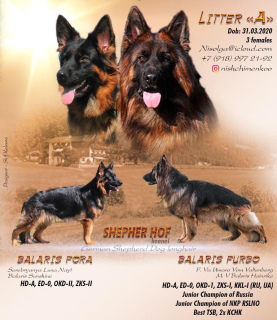 Foto №1. deutscher schäferhund - zum Verkauf in der Stadt Yeisk | 442€ | Ankündigung № 6433