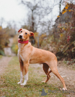 Foto №3. Der charmante kleine Teenager-Hund Willie sucht eine Familie . Russische Föderation