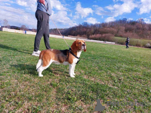 Foto №3. Beagle. Serbien
