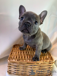 Zusätzliche Fotos: Entzückende französische Bulldoggenwelpen zur kostenlosen Adoption