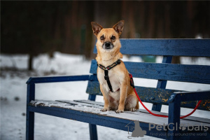 Zusätzliche Fotos: Der kleine Hund Suri ist in guten Händen.