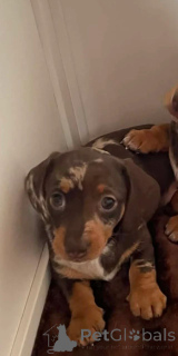 Foto №2 zu Ankündigung № 166519 zu verkaufen dackel - einkaufen Belgien 