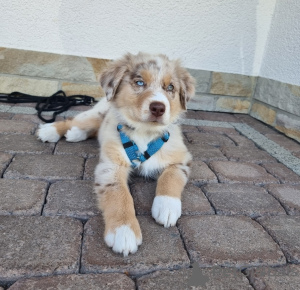 Foto №1. australian shepherd - zum Verkauf in der Stadt Ostrava | Frei | Ankündigung № 120280