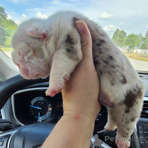 Foto №3. 2 Erstaunliche englische Bulldog -Welpen auf der Suche nach guten Häusern !!!. Deutschland