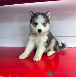 Foto №2 zu Ankündigung № 133720 zu verkaufen siberian husky - einkaufen USA quotient 	ankündigung