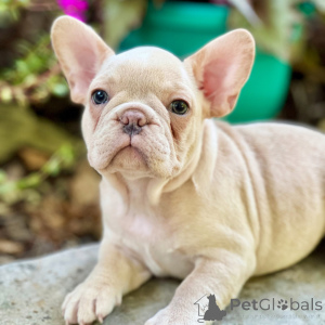 Foto №3. Honig-Französische Bulldogge, 12 Wochen alt, bereit, nach Hause zu gehen. USA