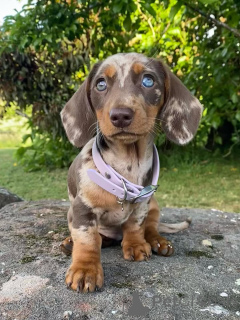 Foto №1. dackel - zum Verkauf in der Stadt Delémont | verhandelt | Ankündigung № 158143