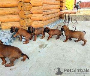 Foto №2 zu Ankündigung № 10171 zu verkaufen bayerischer gebirgsschweißhund - einkaufen Weißrussland vom kindergarten