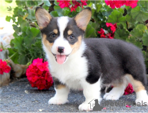 Foto №2 zu Ankündigung № 124797 zu verkaufen welsh corgi - einkaufen Österreich 