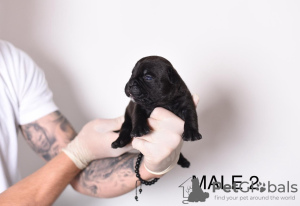 Foto №3. Pocket Micro American Bully Welpen. Serbien