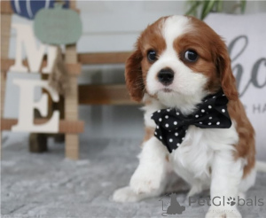 Foto №1. cavalier king charles spaniel - zum Verkauf in der Stadt Taugerfors | verhandelt | Ankündigung № 170449