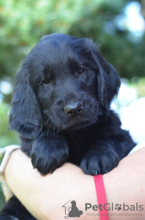 Foto №3. Welpen von Flat Coated Retriever mit Papieren. Finnland