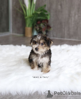 Foto №4. Ich werde verkaufen biewer terrier, bedlington terrier in der Stadt Hamm. quotient 	ankündigung, vom kindergarten - preis - 426€