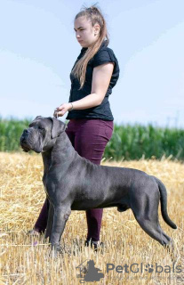 Foto №2 zu Ankündigung № 91607 zu verkaufen cane corso italiano - einkaufen Serbien 