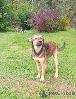 Foto №3. Lesya Welpe in guten Händen.. Russische Föderation