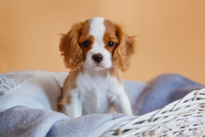 Foto №3. Marina Vasilyeva. Russische Föderation