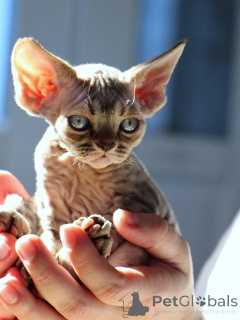 Foto №1. devon rex - zum Verkauf in der Stadt Warschau | verhandelt | Ankündigung № 171373