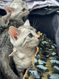 Foto №2 zu Ankündigung № 152764 zu verkaufen bengal katzenrasse - einkaufen Schweiz quotient 	ankündigung