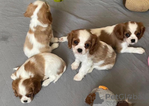 Foto №1. cavalier king charles spaniel - zum Verkauf in der Stadt Tampa | 379€ | Ankündigung № 102271