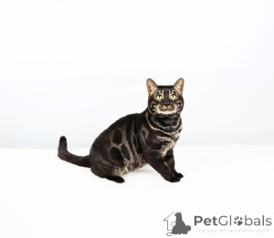 Foto №3. Wunderschöne bengalische Kätzchen mit exotischen Rosetten zum Verkauf. Schweiz