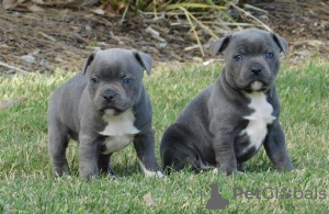 Foto №1. staffordshire bull terrier - zum Verkauf in der Stadt Chisinau | verhandelt | Ankündigung № 124370