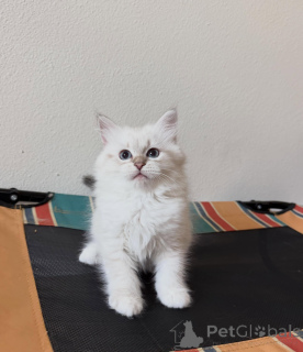 Foto №3. Wunderschöne Sibirische Katzen, liebevoll, intelligent und familienerzogen. Niederlande