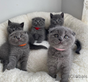 Foto №2 zu Ankündigung № 169836 zu verkaufen schottische faltohrkatze - einkaufen Deutschland 