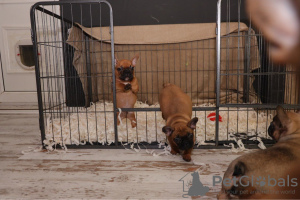 Foto №2 zu Ankündigung № 99953 zu verkaufen französische bulldogge - einkaufen Deutschland quotient 	ankündigung, vom kindergarten