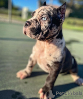 Foto №1. cane corso italiano - zum Verkauf in der Stadt Tallinn | 550€ | Ankündigung № 119552