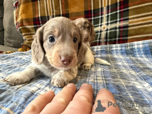 Foto №2 zu Ankündigung № 166429 zu verkaufen  - einkaufen Deutschland züchter