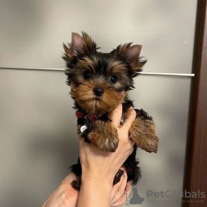 Foto №4. Ich werde verkaufen yorkshire terrier in der Stadt Nürnberg. quotient 	ankündigung - preis - 329€