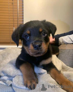 Foto №1. rottweiler - zum Verkauf in der Stadt Berga | 540€ | Ankündigung № 172085