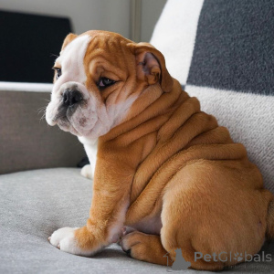 Foto №2 zu Ankündigung № 168377 zu verkaufen englische bulldogge - einkaufen Schweden quotient 	ankündigung, züchter
