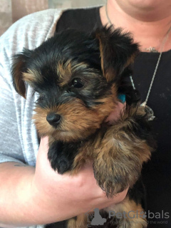 Foto №4. Ich werde verkaufen yorkshire terrier in der Stadt Quickborn. quotient 	ankündigung, züchter - preis - 380€